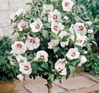 althea minerva lavender tree Althea