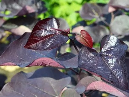 Cercis Canadensis 'Redbud' vars
