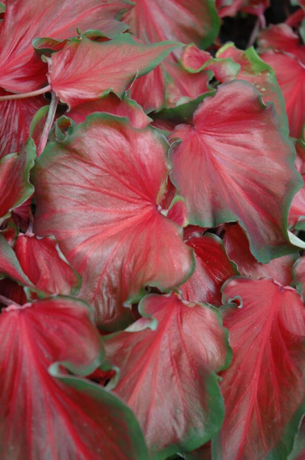 Caladiums Strap Leaf