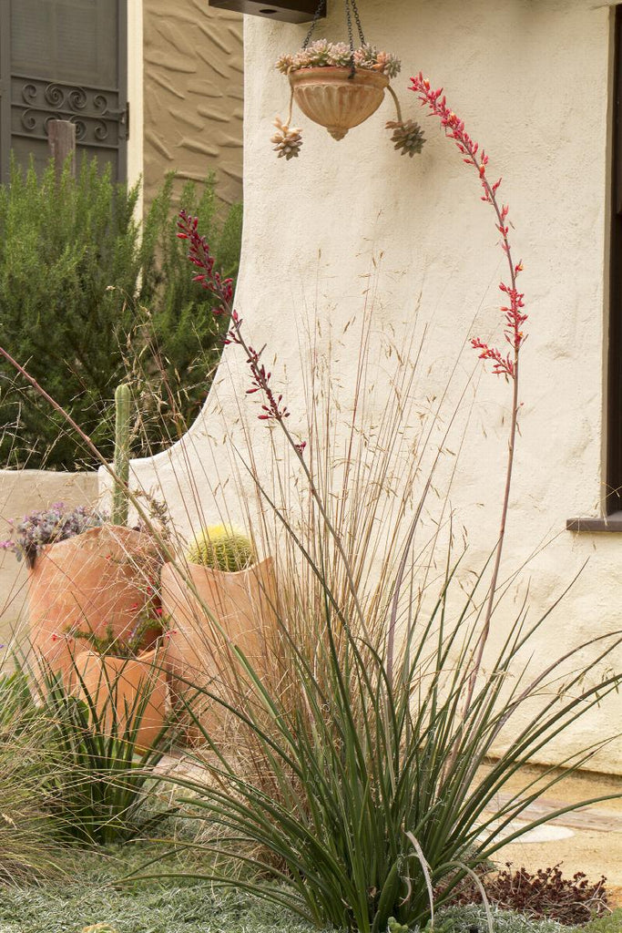 is red yucca a succulent Red Yucca