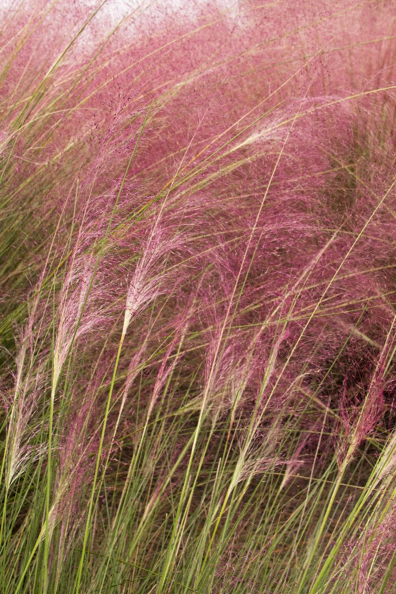Regal Mist® Pink Muhly Grass