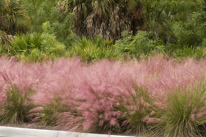 Regal Mist® Pink Muhly Grass