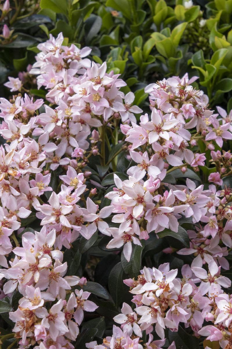 Ballerina Indian Hawthorn