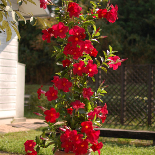Dipladenia Red - Mandevilla