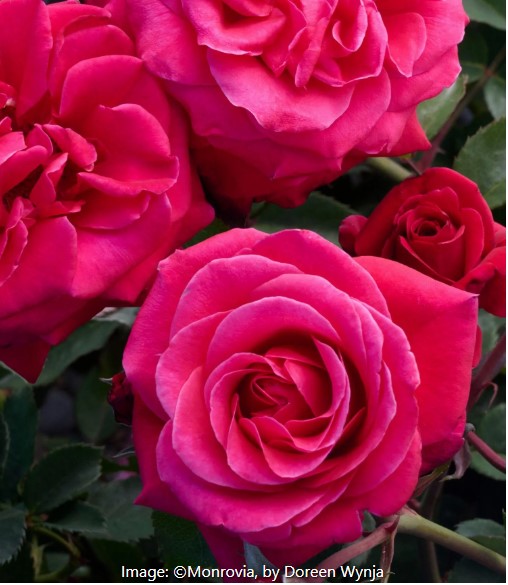 Rose (‘Eau De Parfum’)