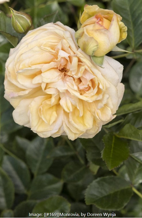 Rose (‘Eau De Parfum’)