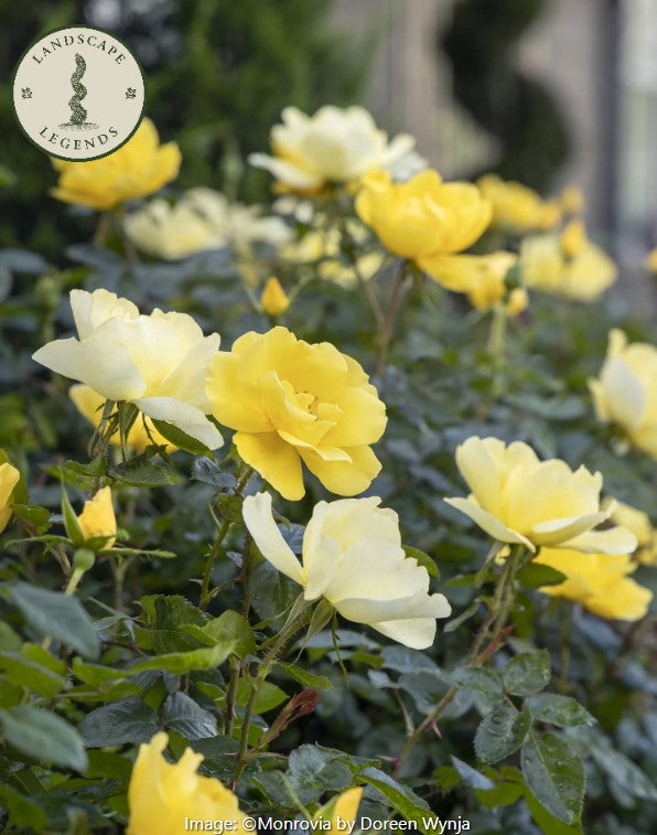 Shrub - Grace N' Grit  Rose, white or yellow