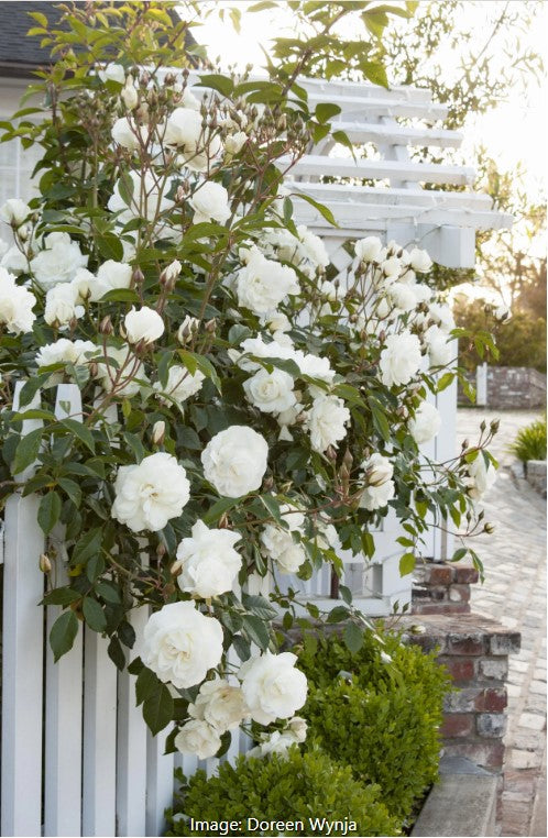 Rose 'Iceberg'