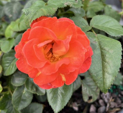 Coral Knockout Rose