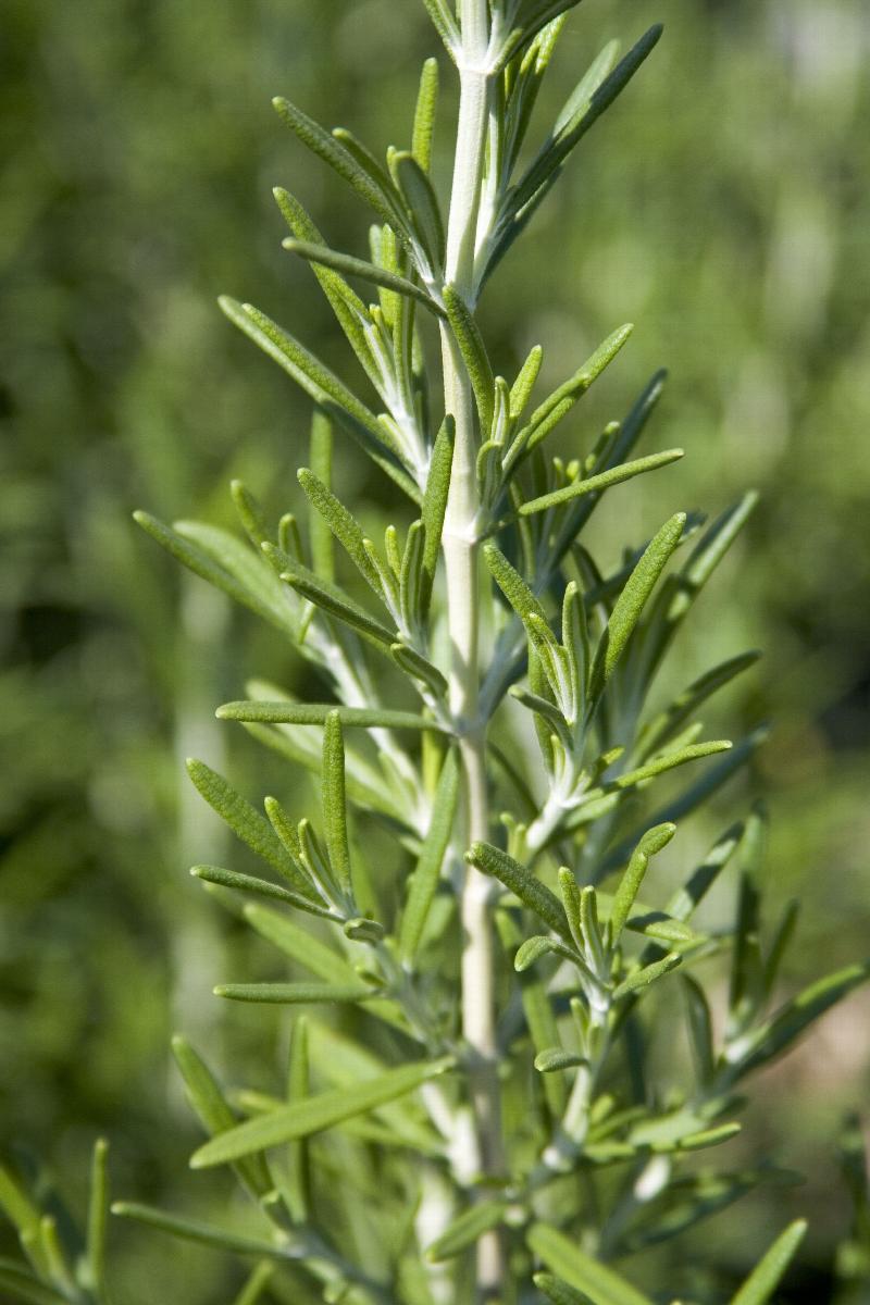 Rosemary BBQ
