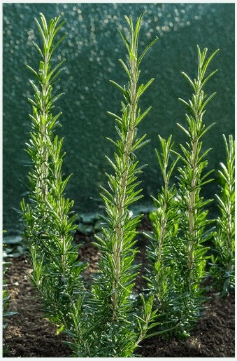 Rosemary Herb Seeds Pkt
