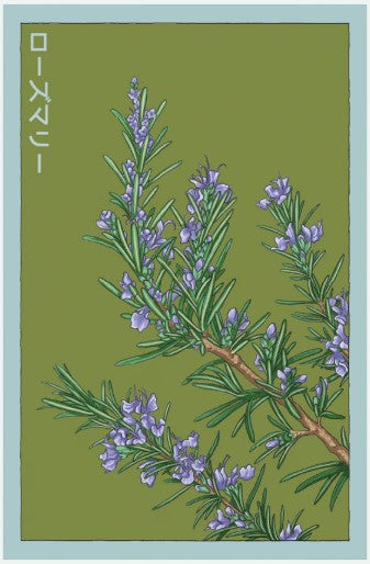 Rosemary Herb Seeds Pkt