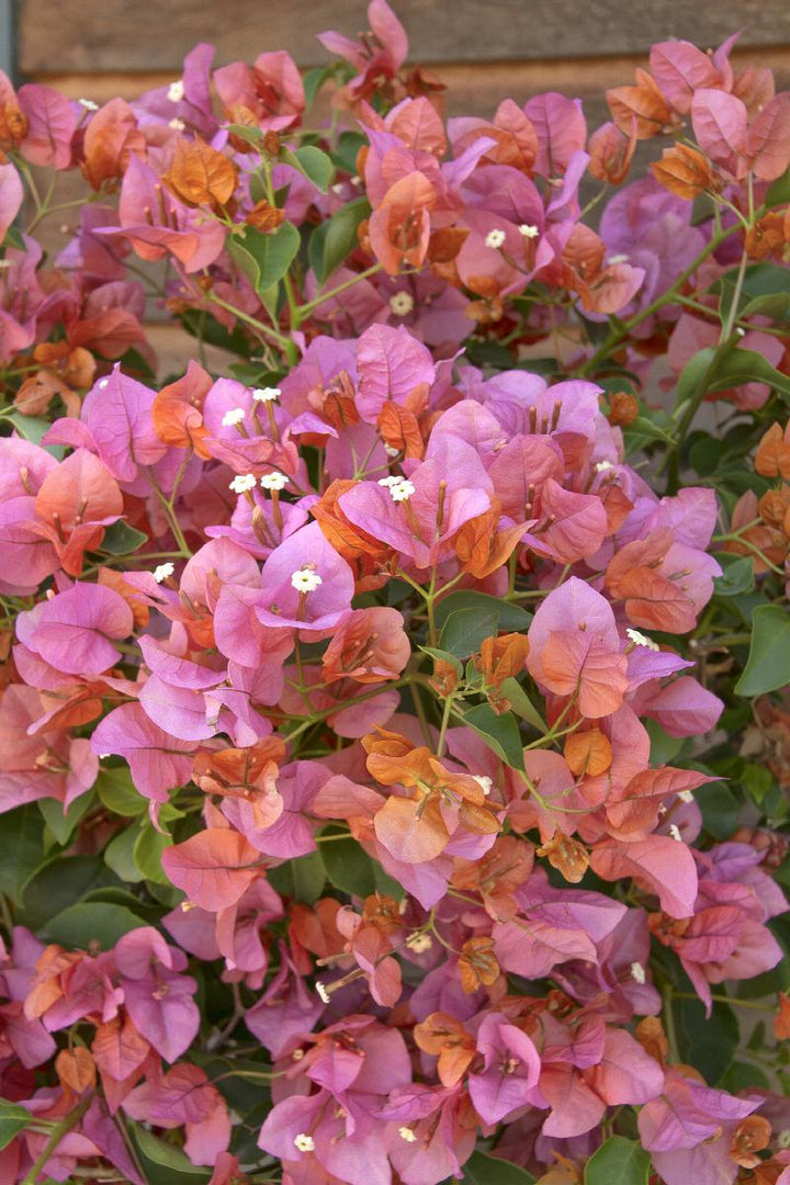 Rosenka Bougainvillea