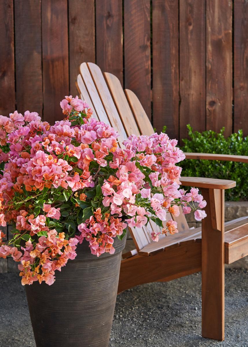 Rosenka Bougainvillea