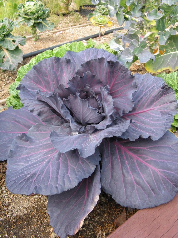 Ornamental Cabbage and Kale GROWN IN LUBBOCK