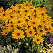 5" Fancy Fall - Rudbeckia Collection