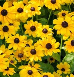 Rudbeckia 'Toto'