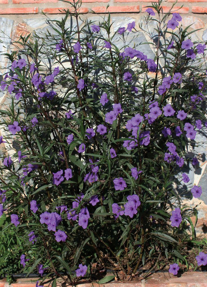 RUELLIA MEXICAN PETUNIA Purple Showers