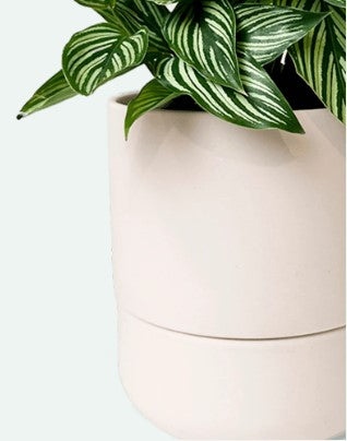 Ryan Self-Watering Pot