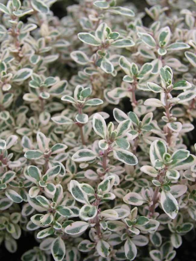 4" CHEF JEFF SILVER POSIE THYME