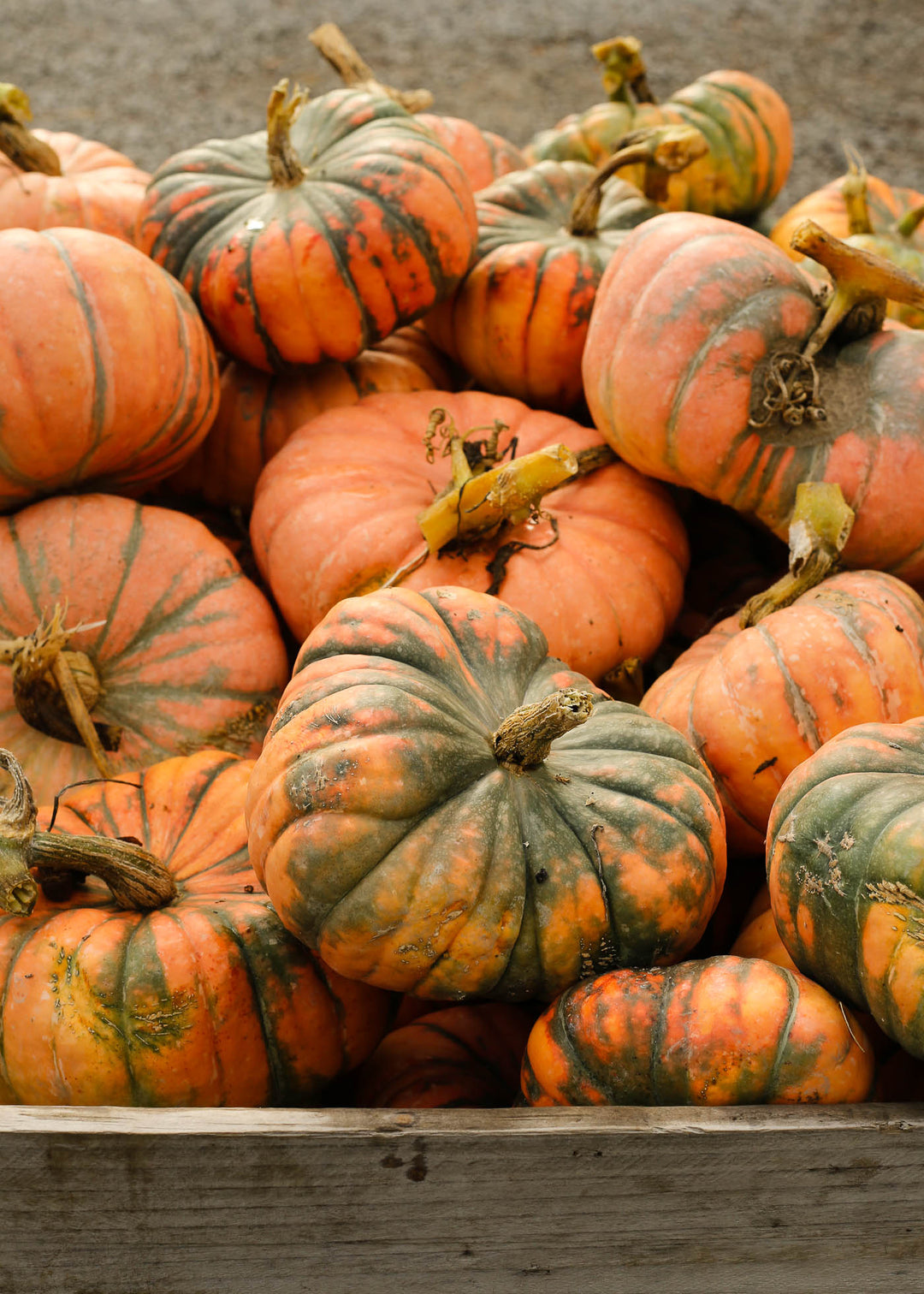 SPECKLED HOUND PUMPKIN