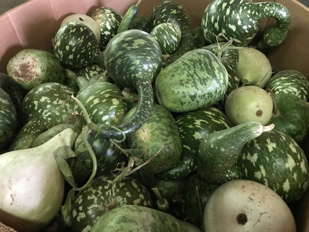 SWAN GOURDS - LARGE