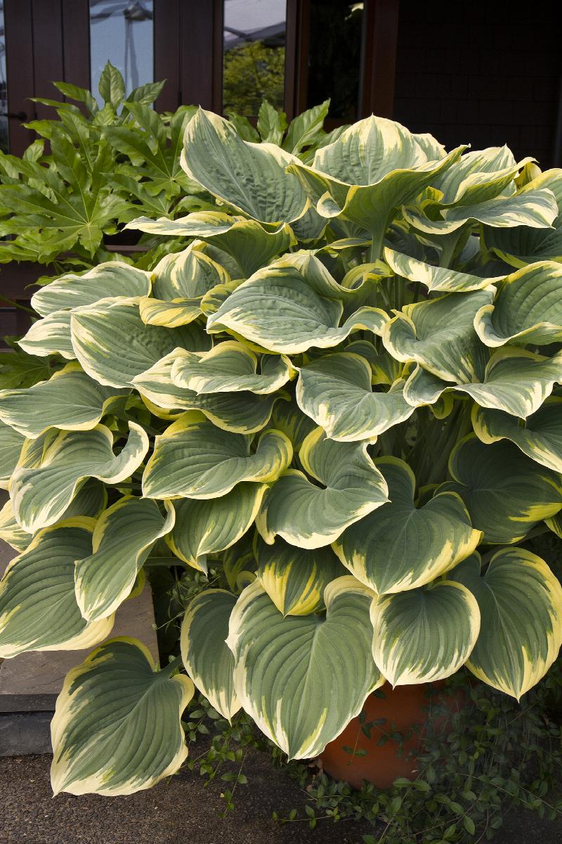 Sagae Hosta