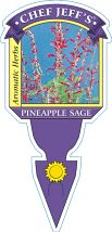 4" Chef Jeff's Herbs Sage Pineapple