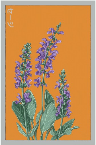 Sage Herb Seeds Pkt