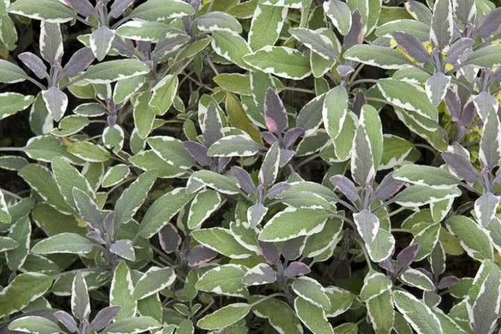 4" Chef Jeff's Herbs Sage Tricolor