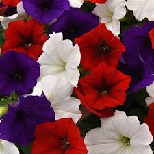 Salute NEW 2025 12" hanging basket