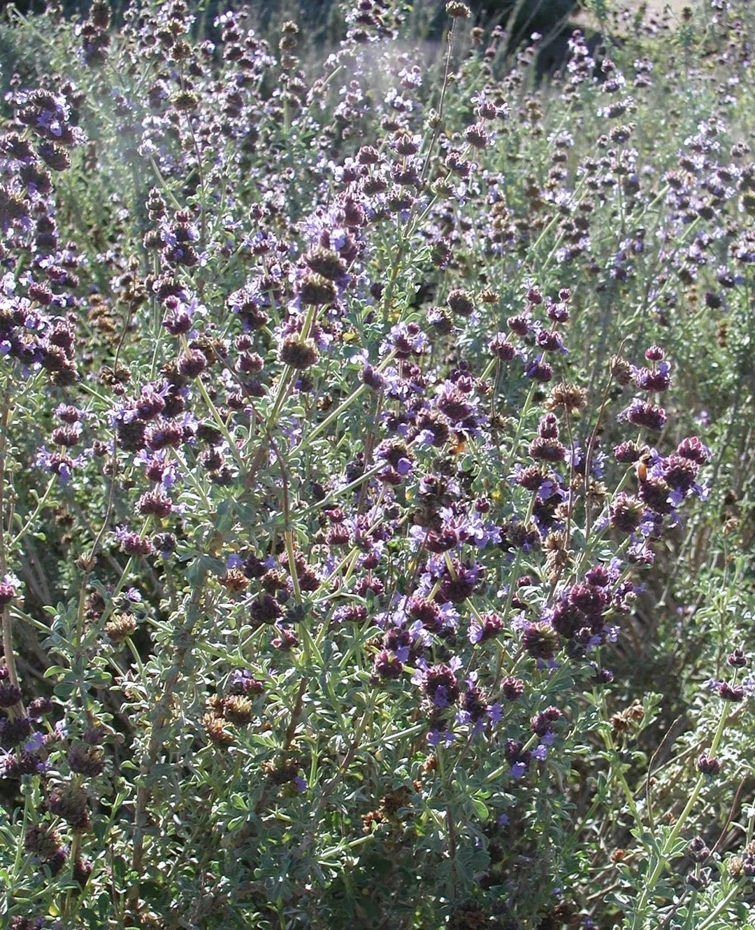 Salvia x Trident