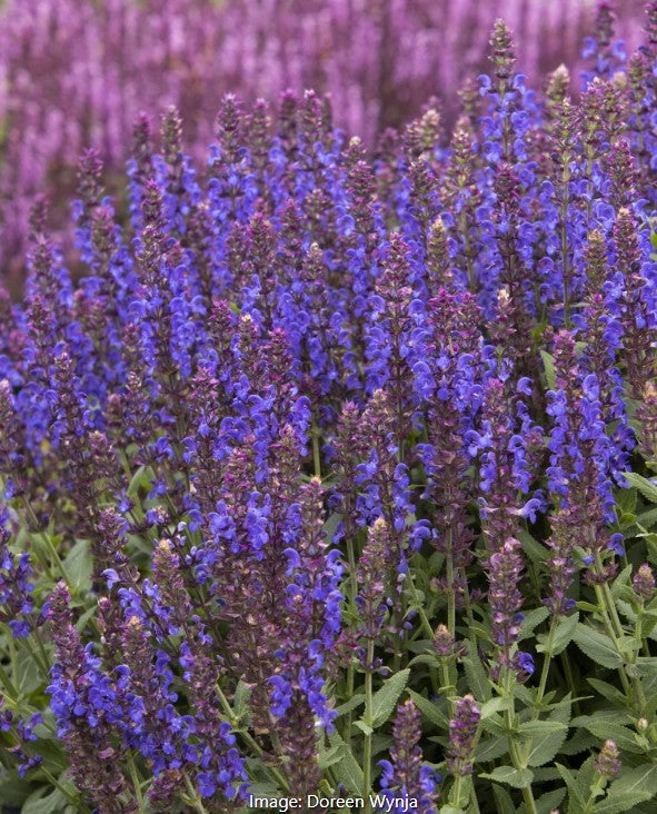 Meadow Sage