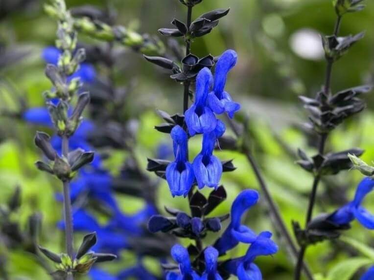 5" Fancy - Salvia Black & Blue 8's
