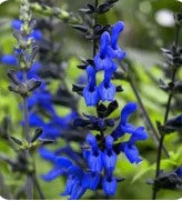 Salvia vars