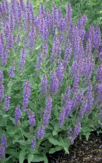 3 gal. 'Blue Hill' Salvia