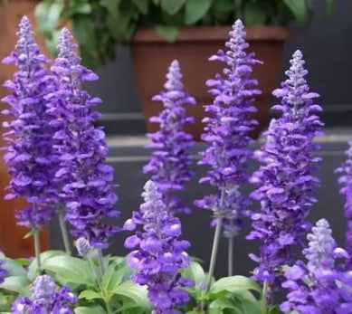 4.5" Fancy Garden Envy - 12 vars