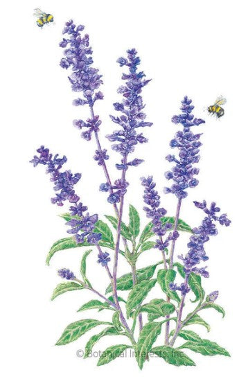 Blue Victory Salvia Seeds