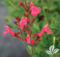 Salvia Greggi