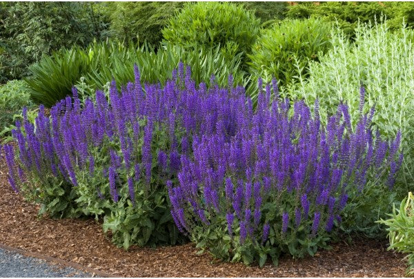 Meadow Sage