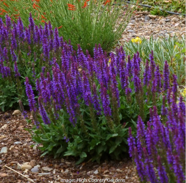 Meadow Sage