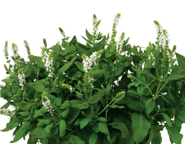 Meadow Sage
