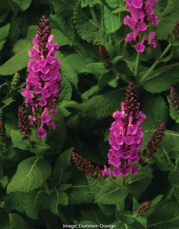 Meadow Sage