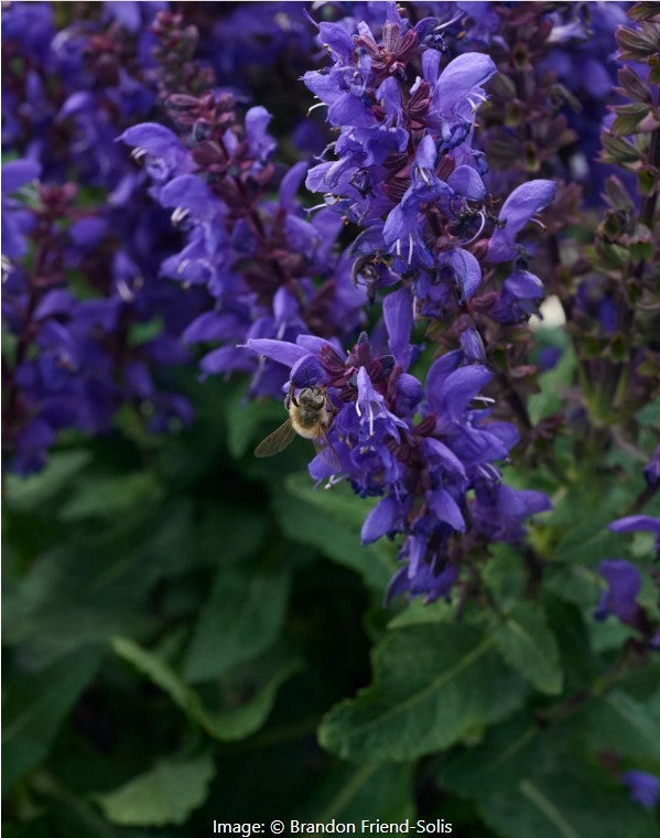 Meadow Sage