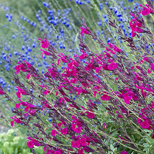 Salvia Greggi