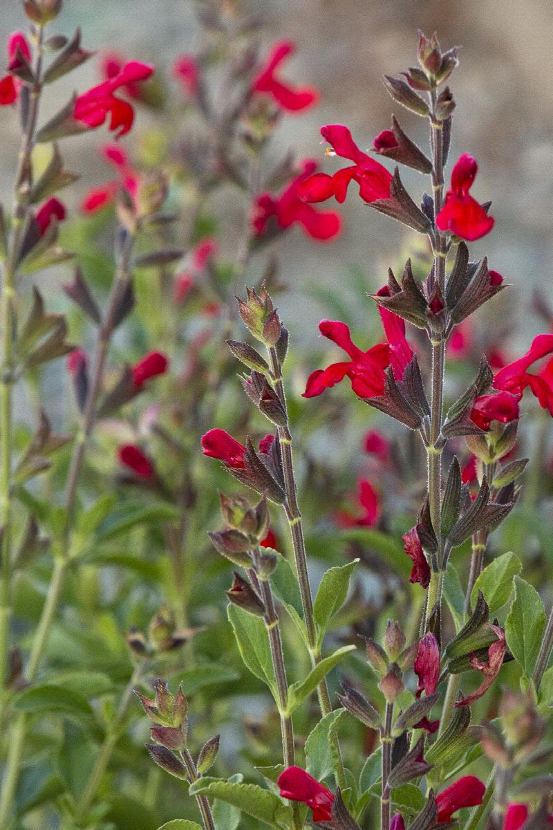 Salvia Greggi