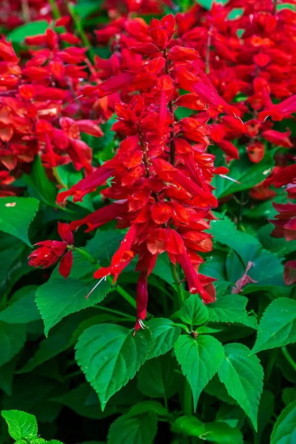 5" Fancy - Salvia Saucy Red 8's
