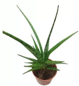 Sanseveria Laurentii
