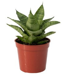 Sansevieria "Tough Lady"
