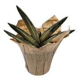 Sanseveria Laurentii